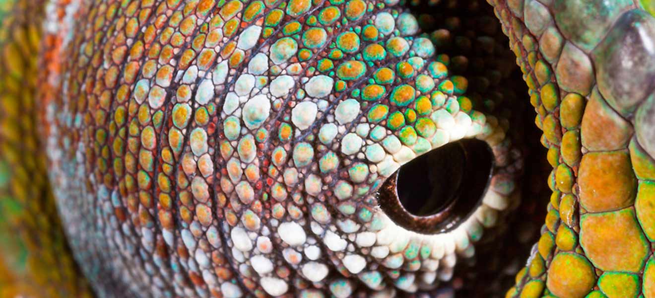 Racks y terrarios para reptiles - ATM Racks
